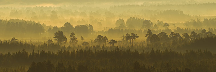 Pine forest on misty autumn morning, Rothiemurchus Forest, Cairngorms National Park, Scotland